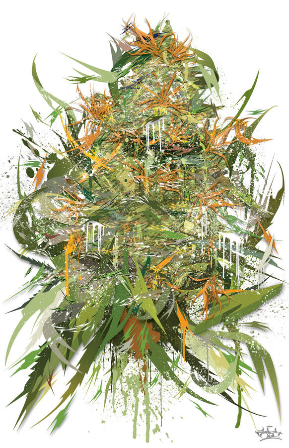 White Widow