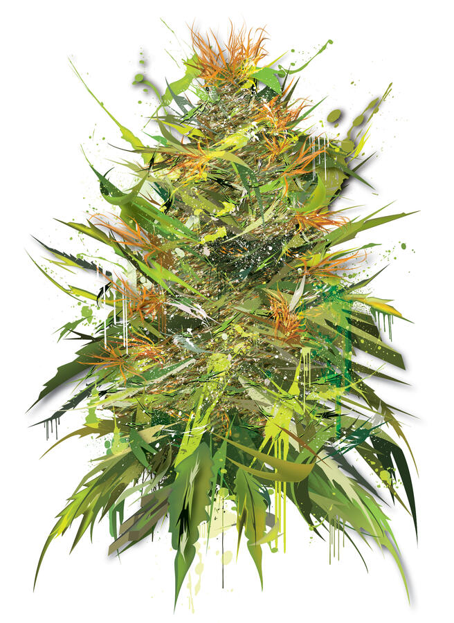 Super Lemon Haze